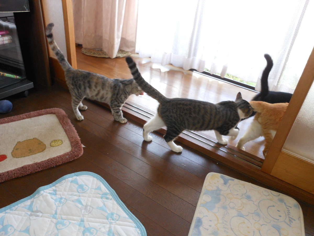 f:id:kaedeya:20191004140957j:plain f:id:kaedeya:20191004140957j:plain