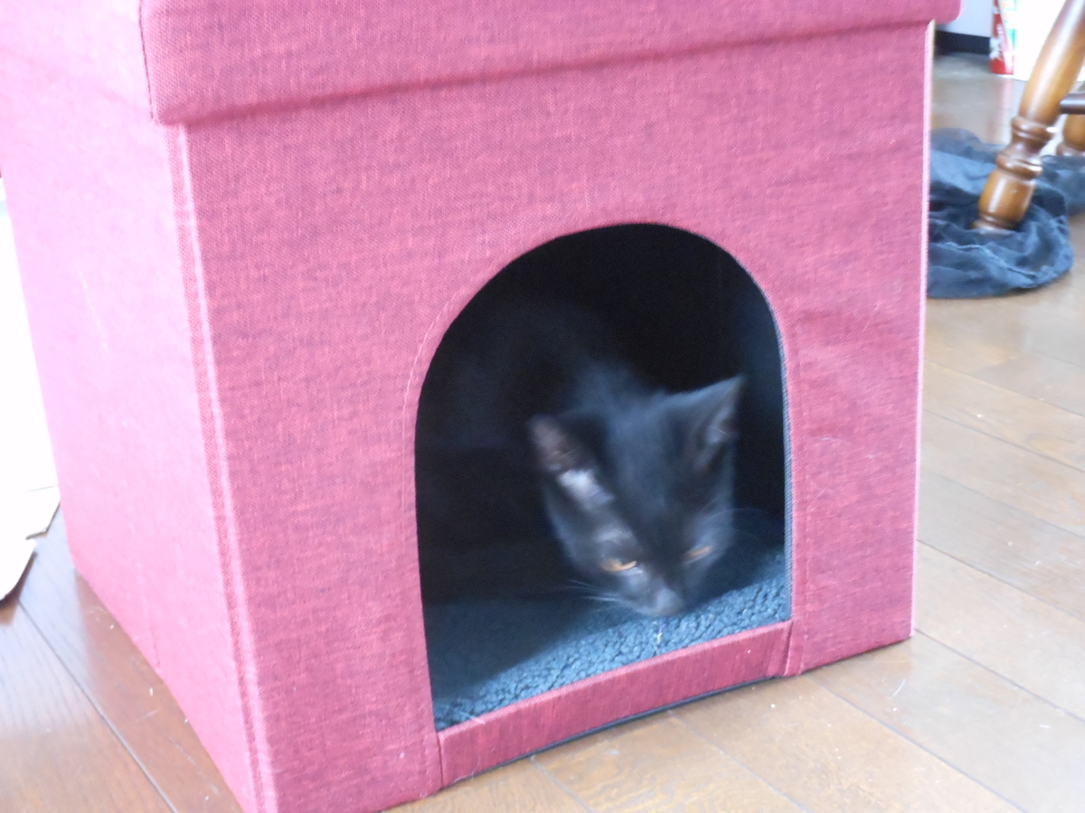 f:id:kaedeya:20191005145543j:plain