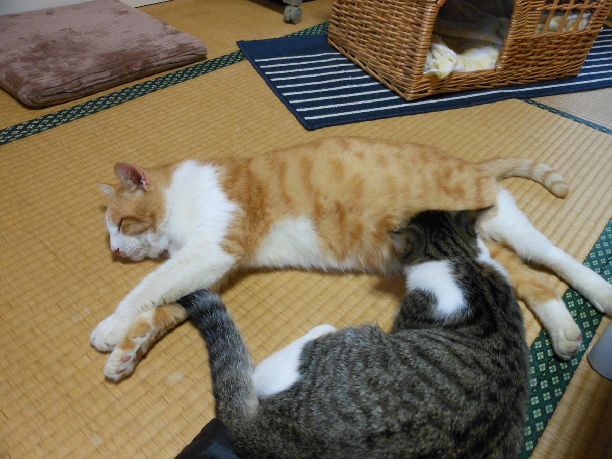 f:id:kaedeya:20191008145754j:plain f:id:kaedeya:20191008145754j:plain