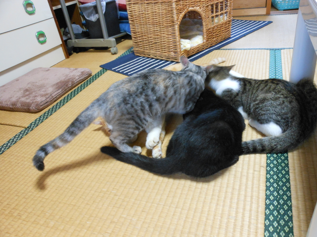 f:id:kaedeya:20191008145940j:plain f:id:kaedeya:20191008145940j:plain