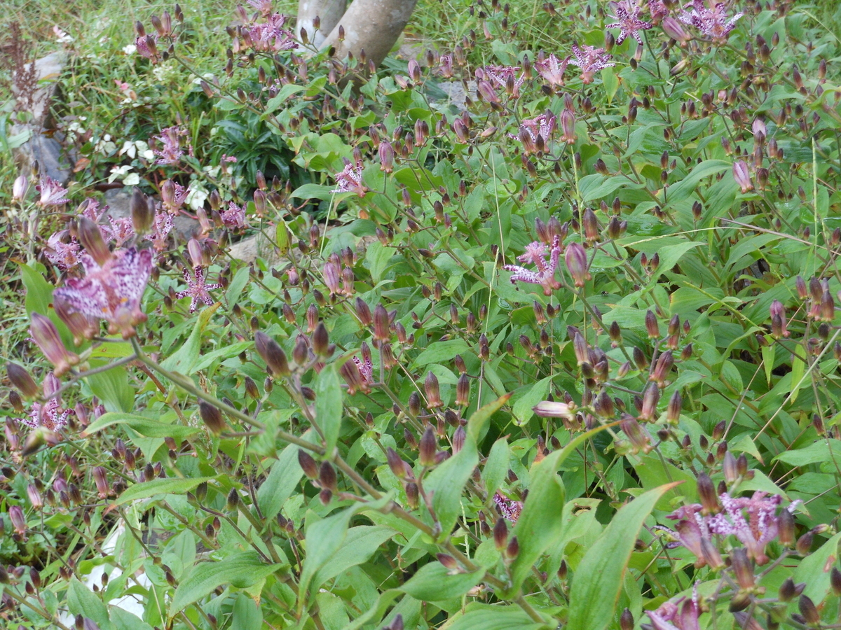 f:id:kaedeya:20191014102651j:plain