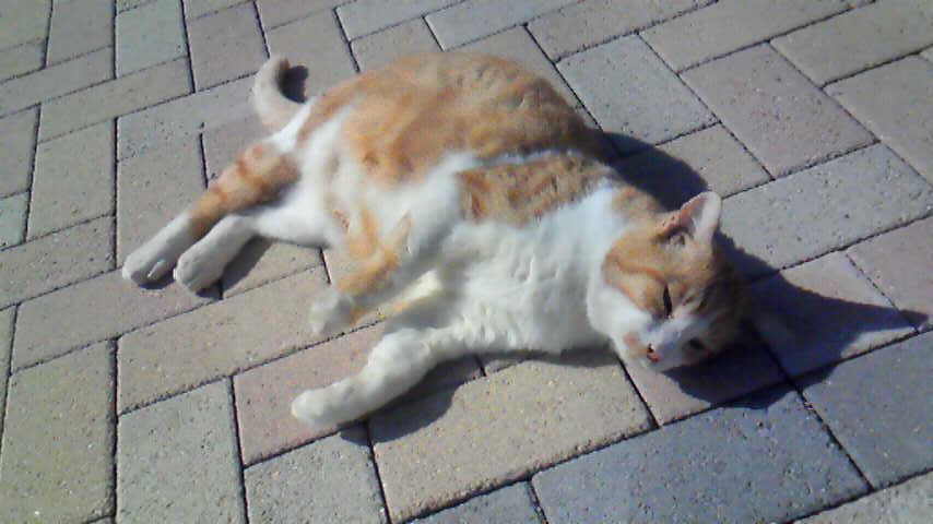 f:id:kaedeya:20191015130333j:plain f:id:kaedeya:20191015130333j:plain