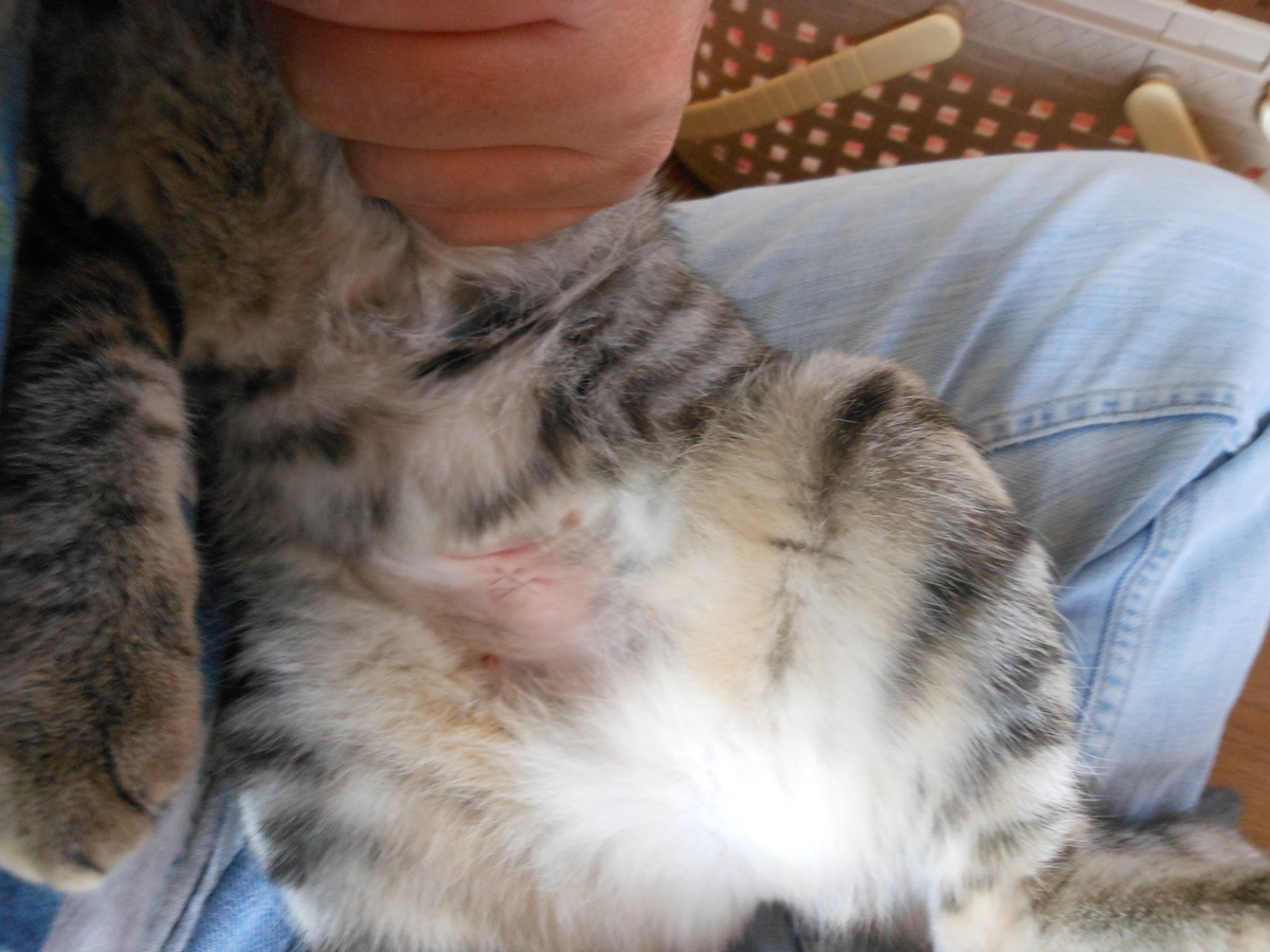 f:id:kaedeya:20191016133147j:plain f:id:kaedeya:20191016133147j:plain