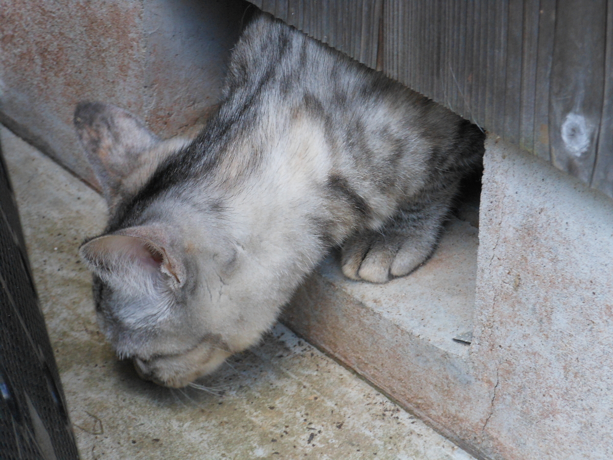 f:id:kaedeya:20191016133909j:plain f:id:kaedeya:20191016133909j:plain