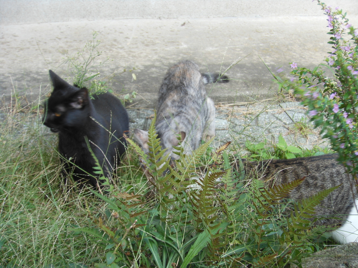 f:id:kaedeya:20191016134104j:plain f:id:kaedeya:20191016134104j:plain