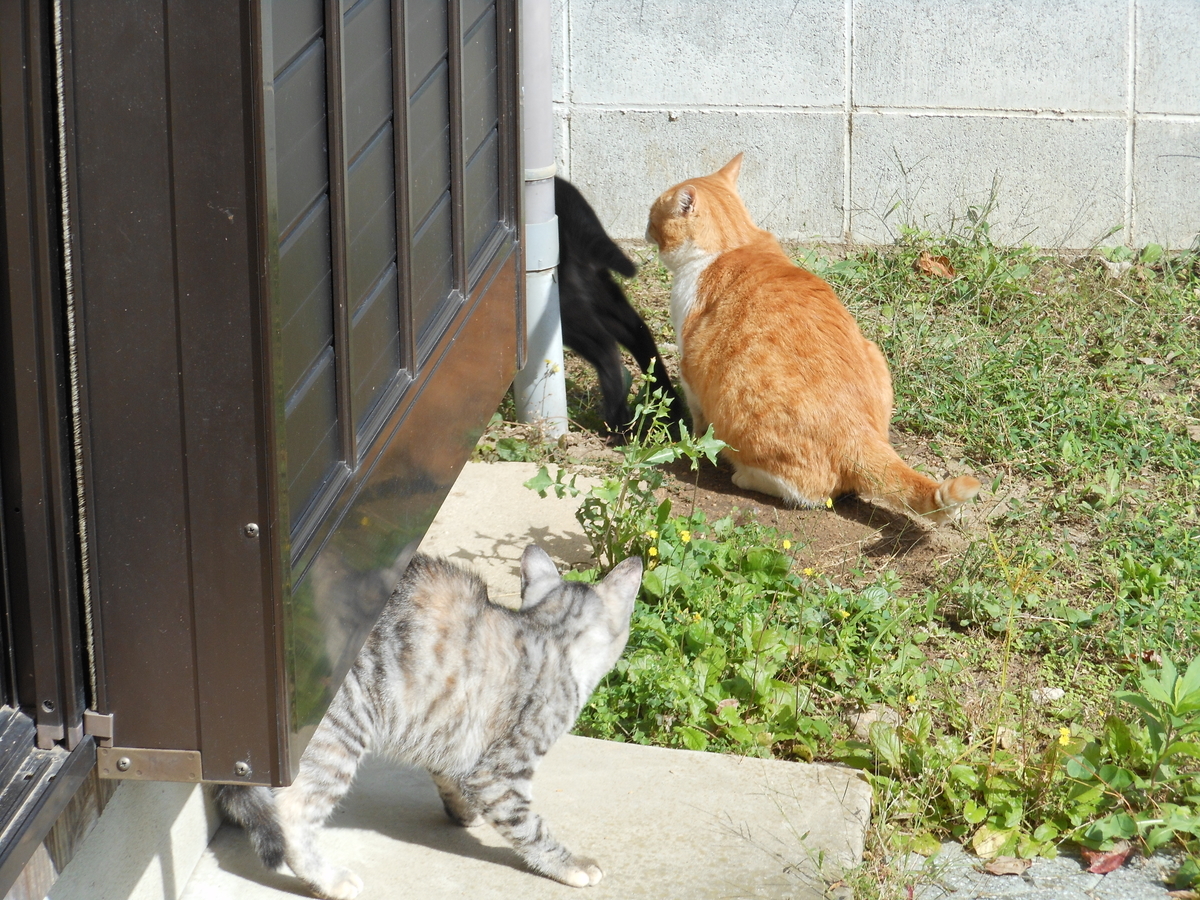 f:id:kaedeya:20191016134206j:plain f:id:kaedeya:20191016134206j:plain