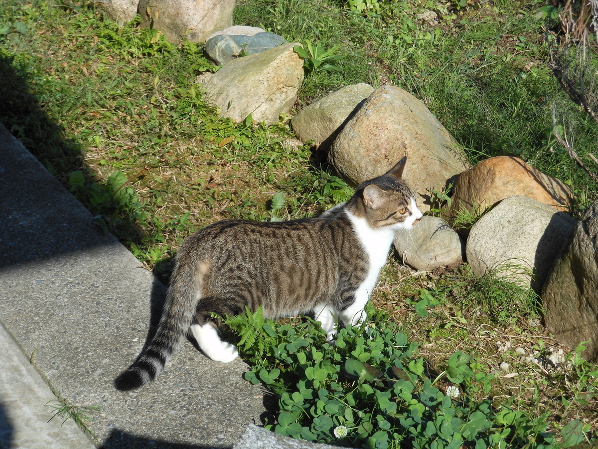 f:id:kaedeya:20191016134438j:plain f:id:kaedeya:20191016134438j:plain