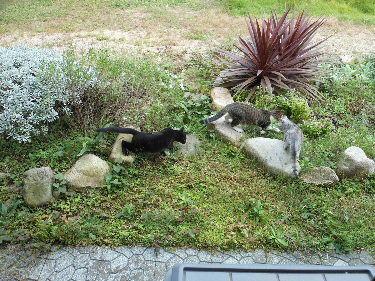 f:id:kaedeya:20191018213726j:plain