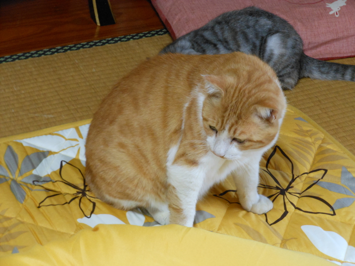 f:id:kaedeya:20191018215021j:plain