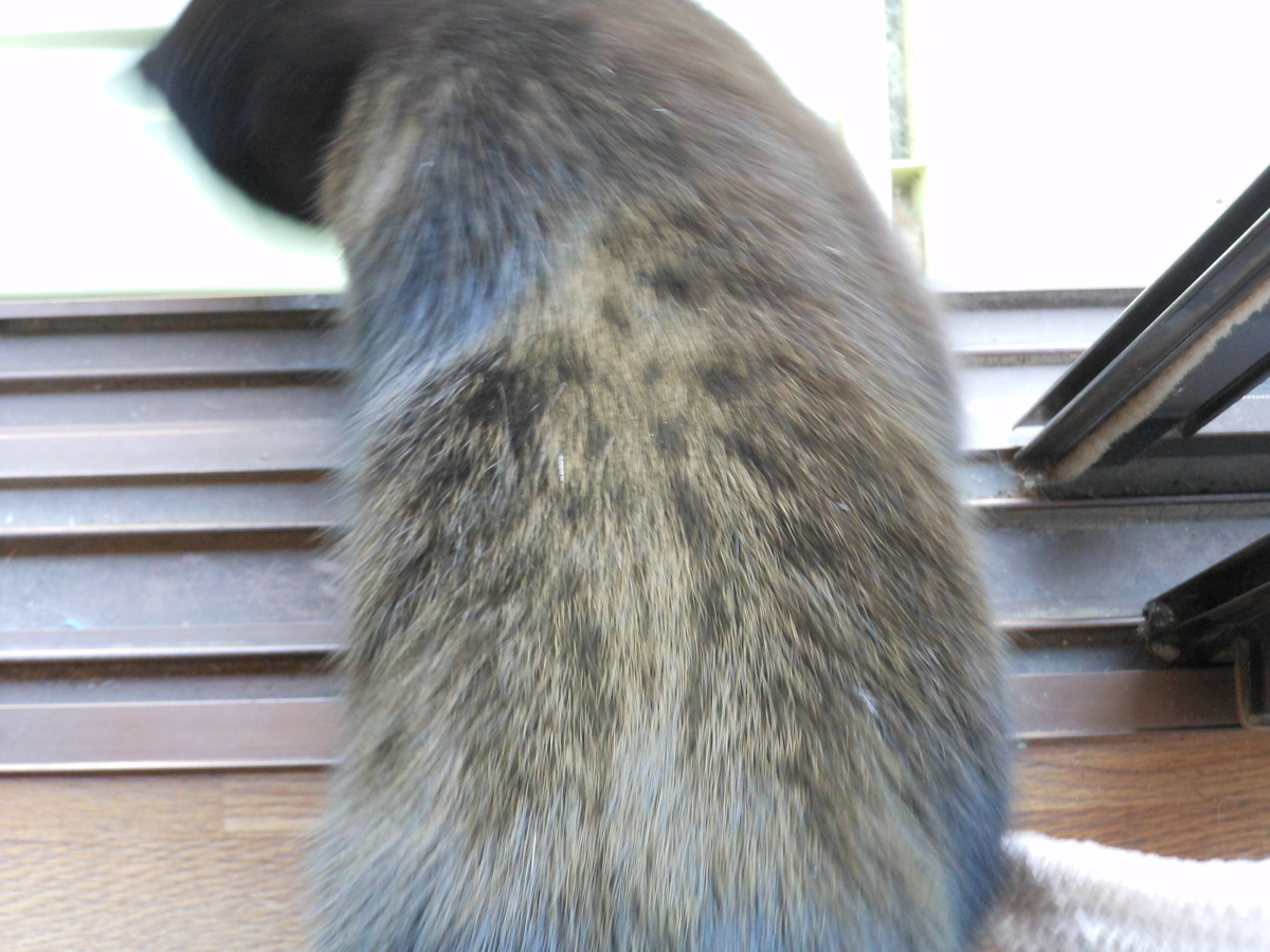 f:id:kaedeya:20191102151701j:plain f:id:kaedeya:20191102151701j:plain
