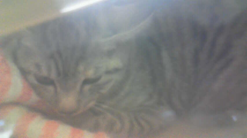ドキッ 猫の胸にコリコリした出っ張りが やれることだけやってみる ドキッ 猫の胸にコリコリした出っ張りが やれることだけやってみる