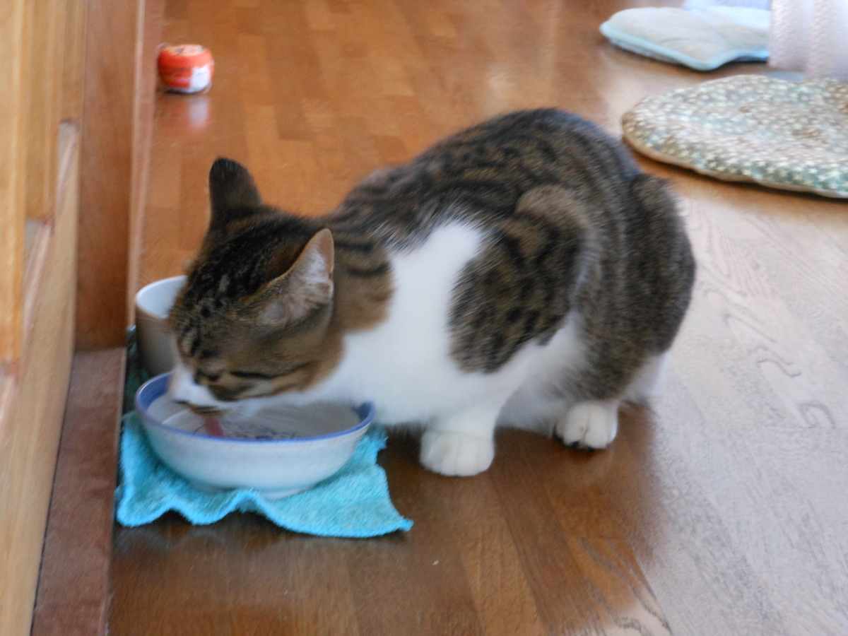 ドキッ 猫の胸にコリコリした出っ張りが やれることだけやってみる ドキッ 猫の胸にコリコリした出っ張りが やれることだけやってみる
