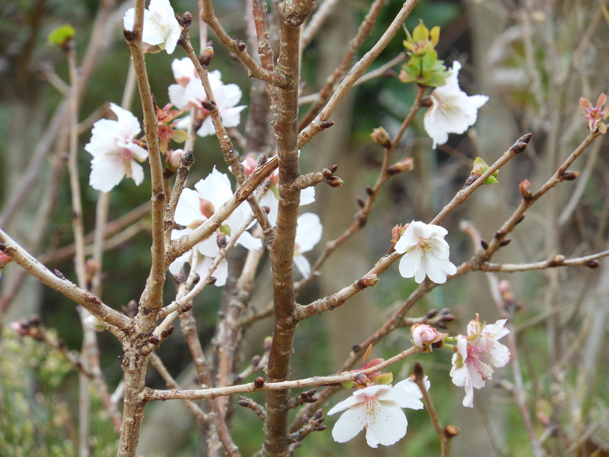 f:id:kaedeya:20191113172712j:plain