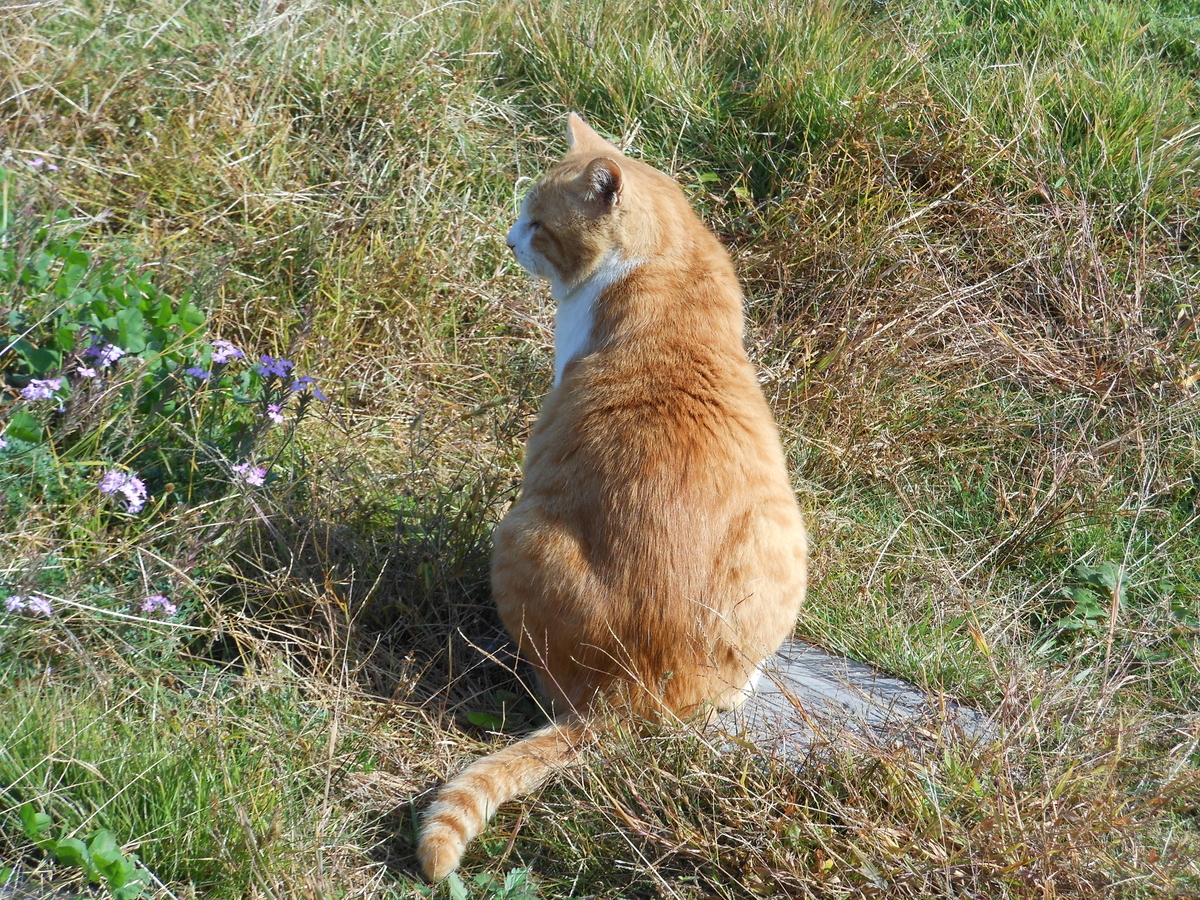 f:id:kaedeya:20191113173124j:plain