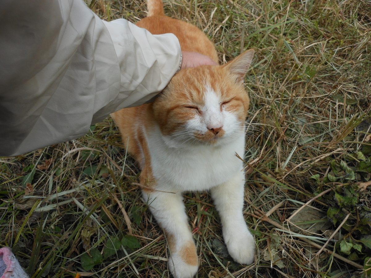 f:id:kaedeya:20191113183151j:plain