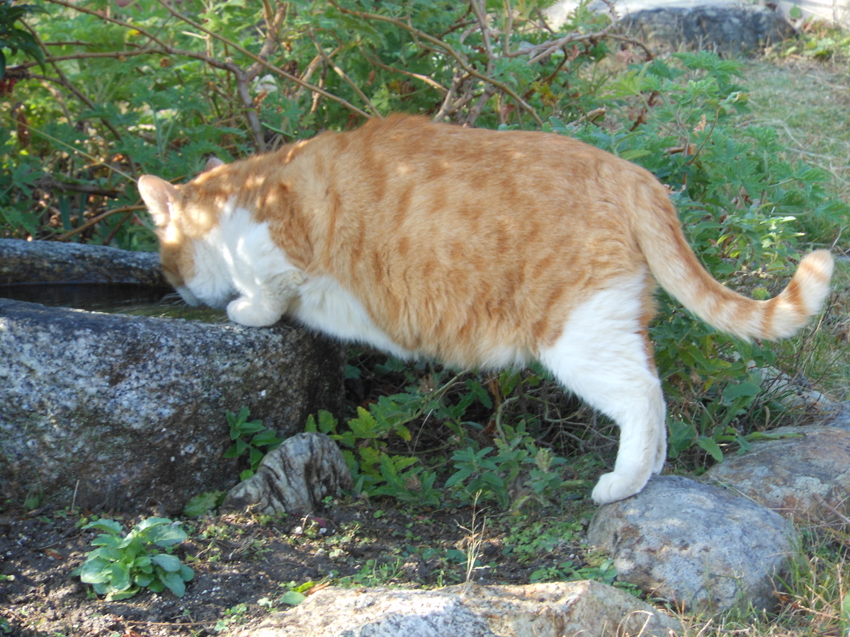 f:id:kaedeya:20191116143844j:plain