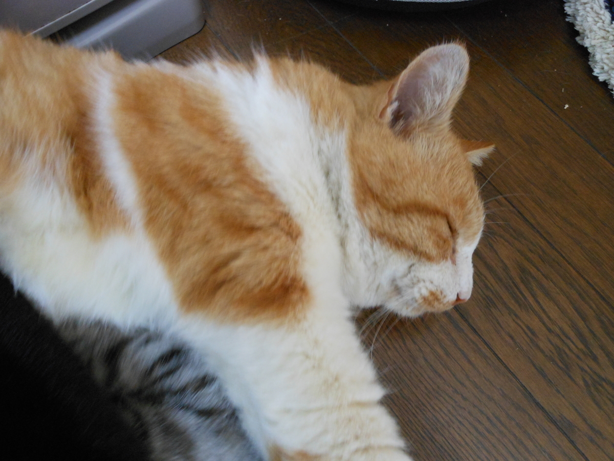 f:id:kaedeya:20191116144728j:plain