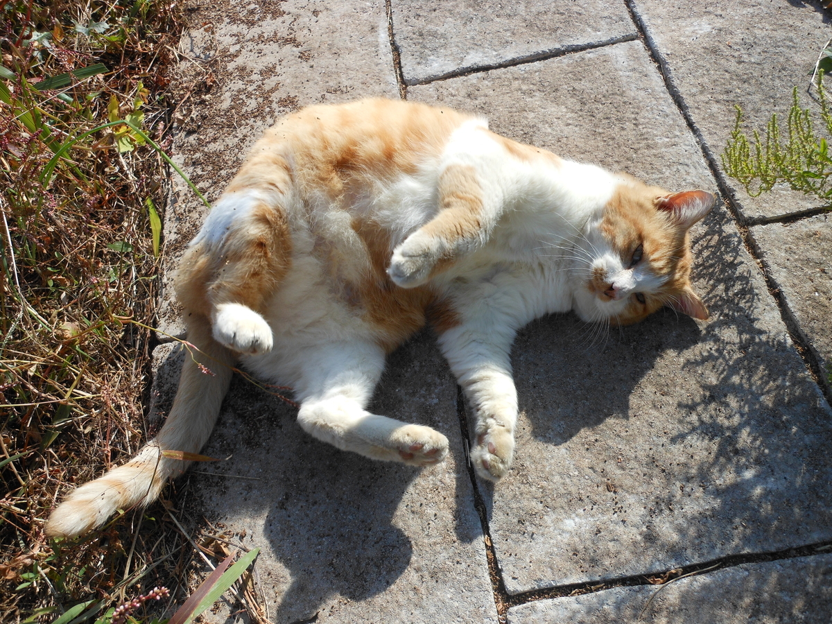 f:id:kaedeya:20191116144926j:plain