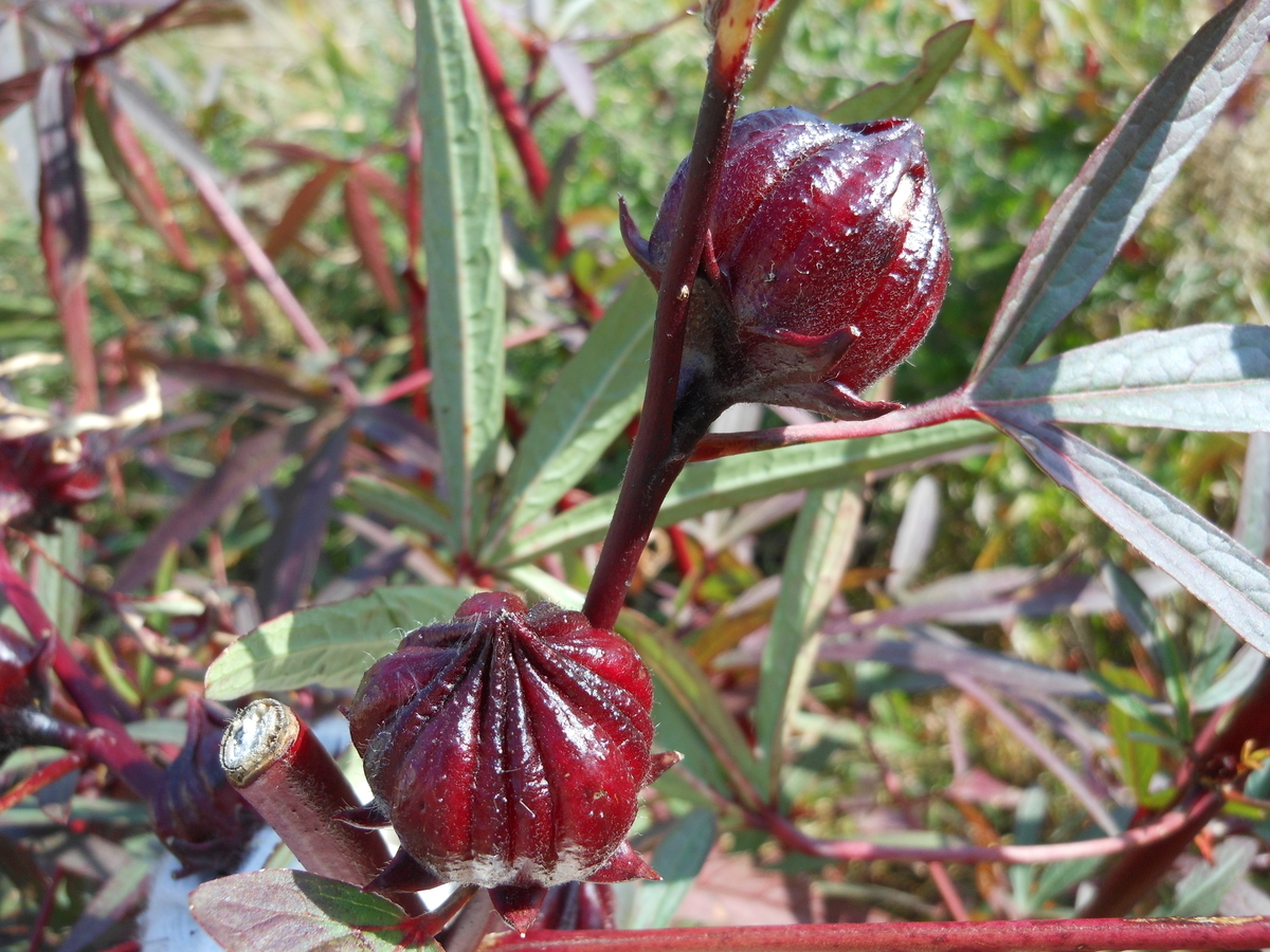 f:id:kaedeya:20191116150055j:plain