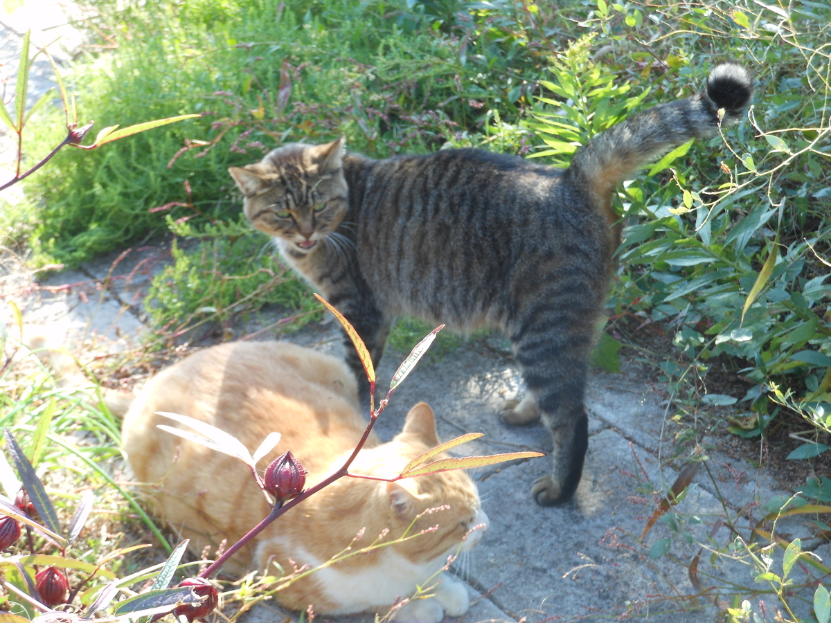 f:id:kaedeya:20191116151457j:plain