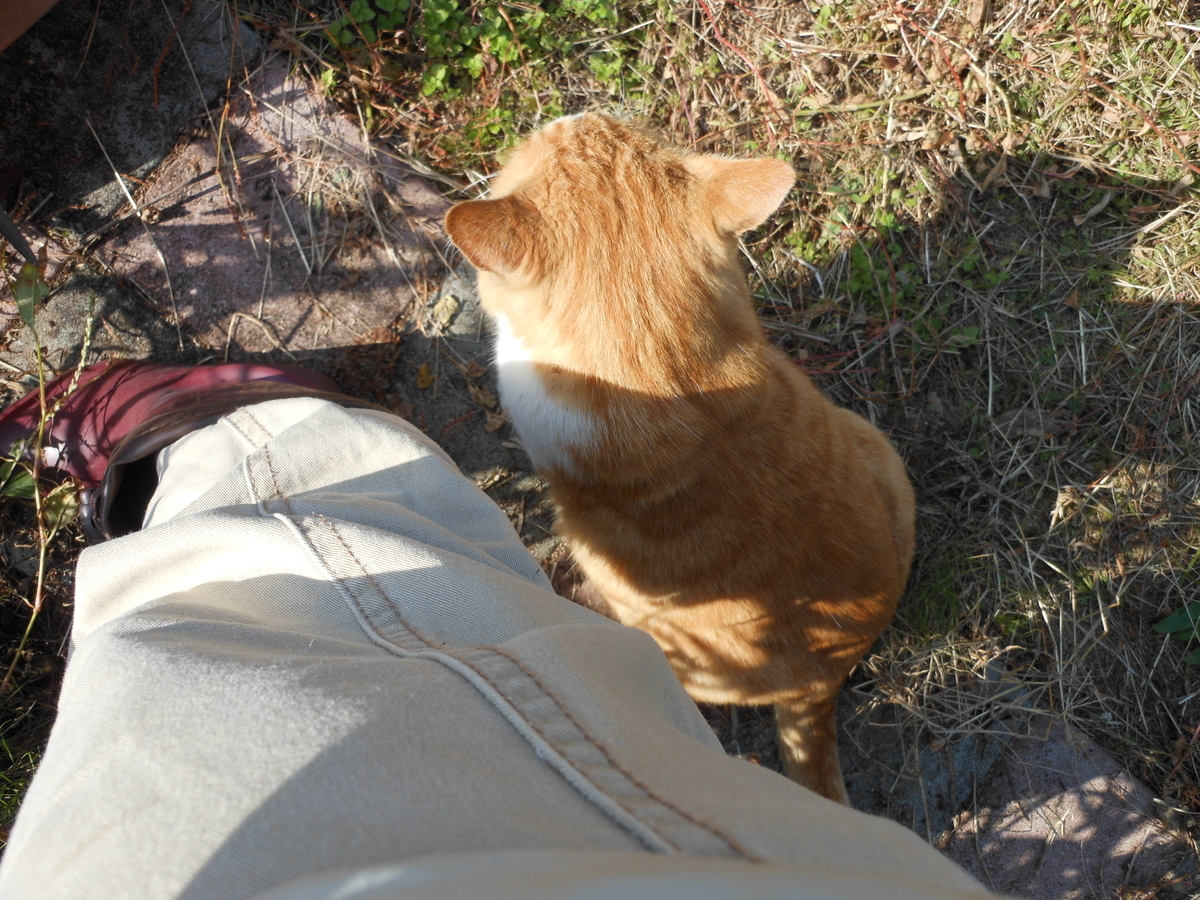 f:id:kaedeya:20191116151541j:plain