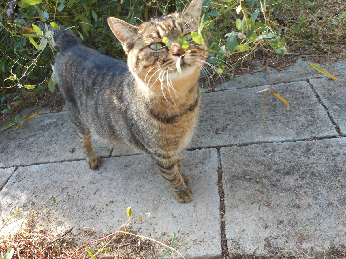 f:id:kaedeya:20191116151731j:plain