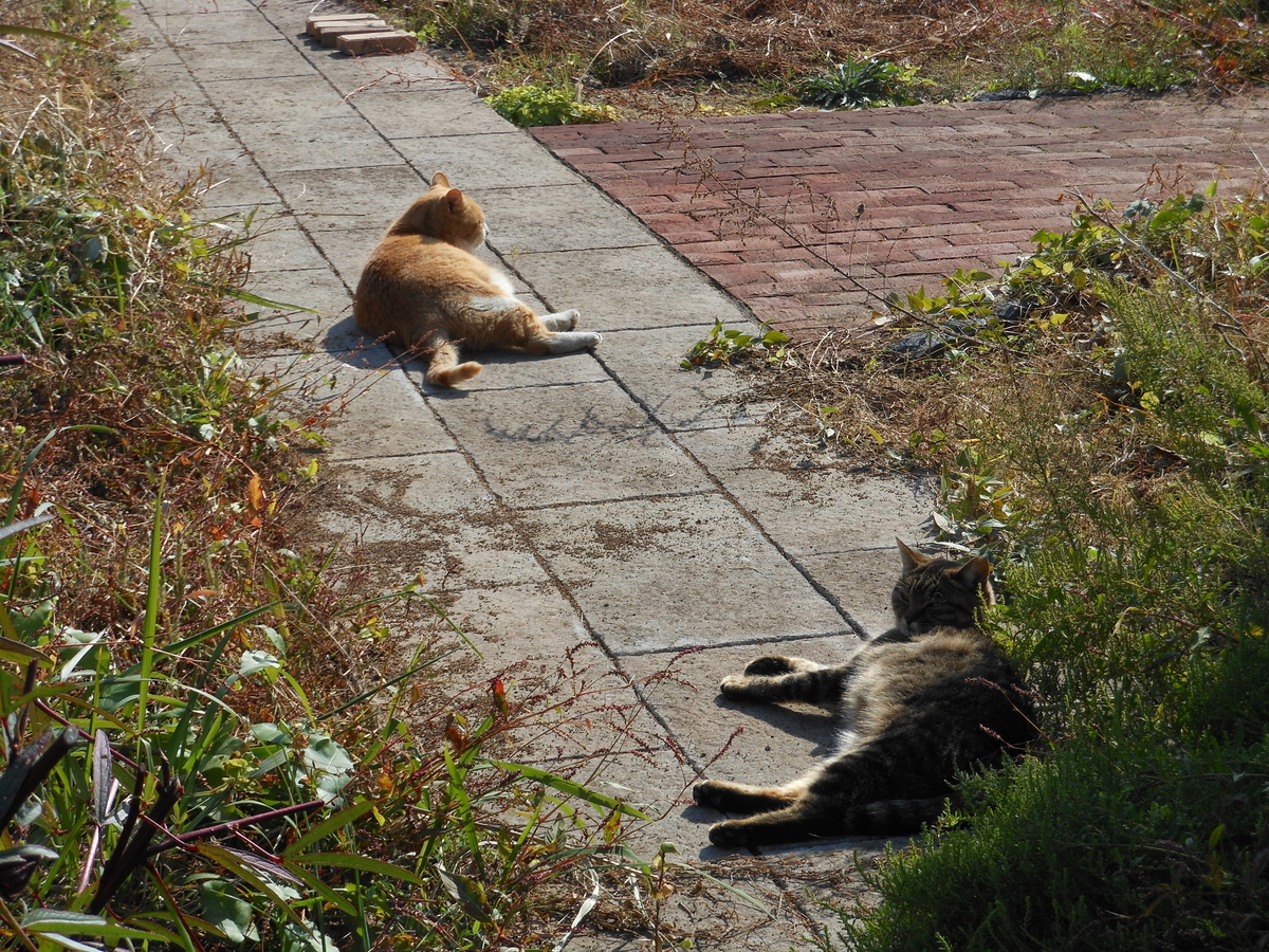 f:id:kaedeya:20191116152137j:plain