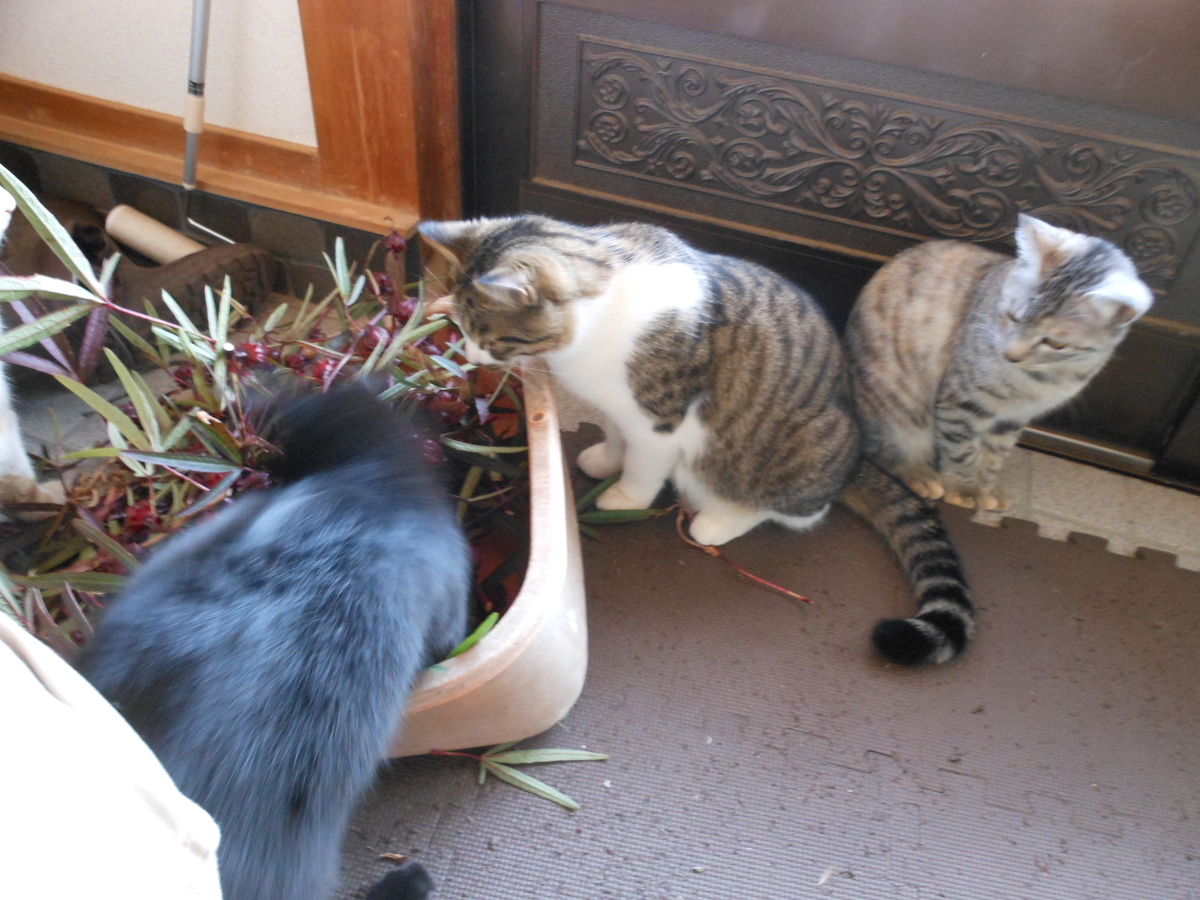 f:id:kaedeya:20191116154533j:plain