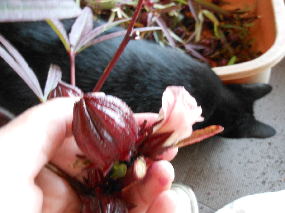 f:id:kaedeya:20191116155843j:plain