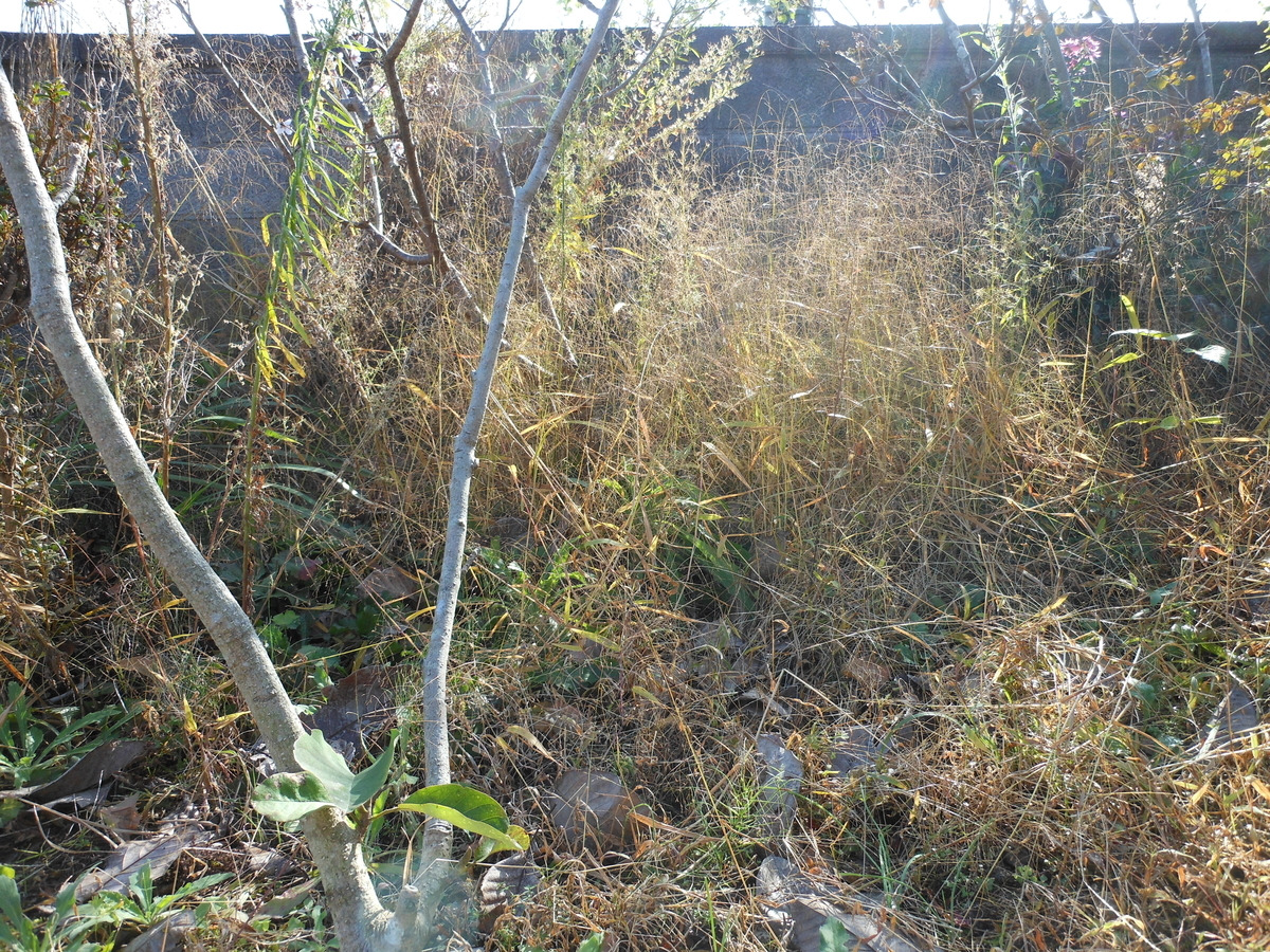 f:id:kaedeya:20191118165748j:plain f:id:kaedeya:20191118165748j:plain