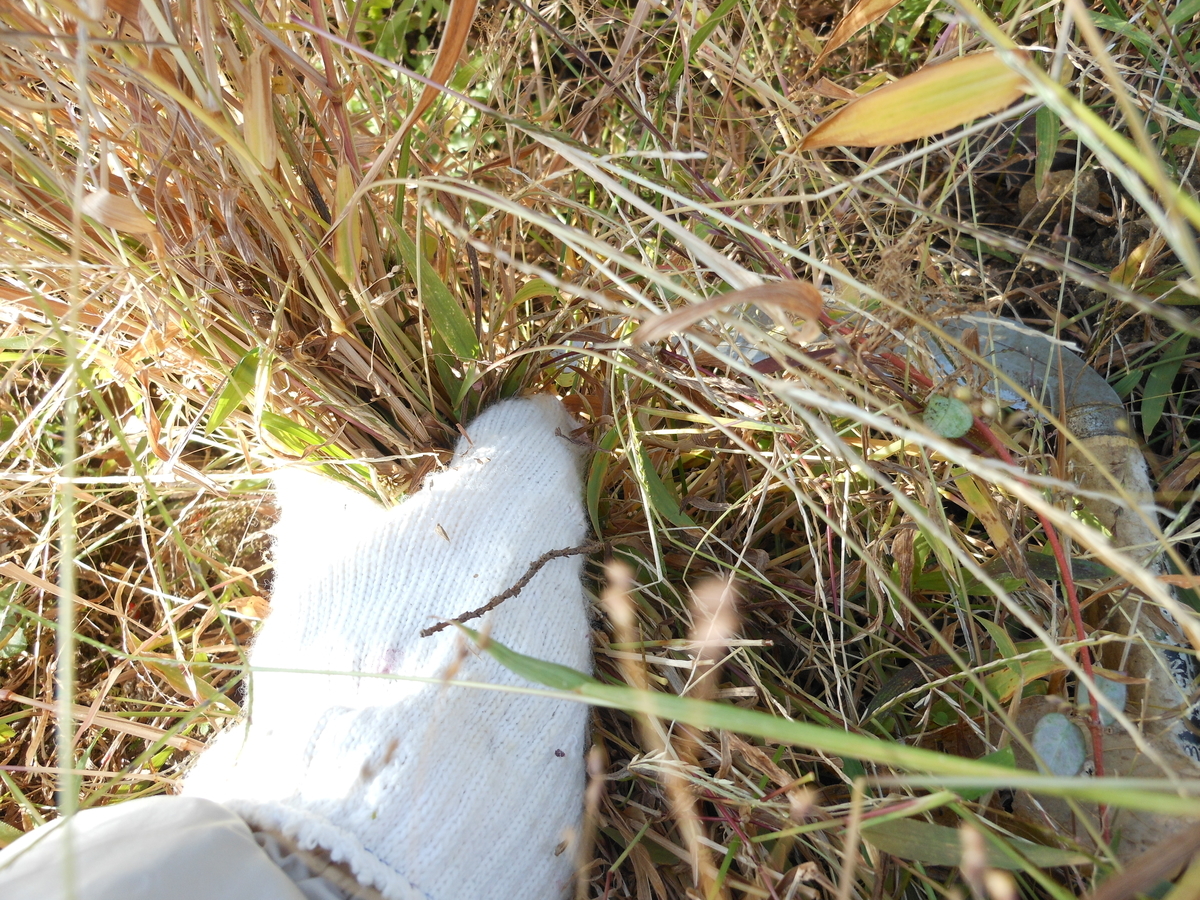 f:id:kaedeya:20191118170338j:plain f:id:kaedeya:20191118170338j:plain