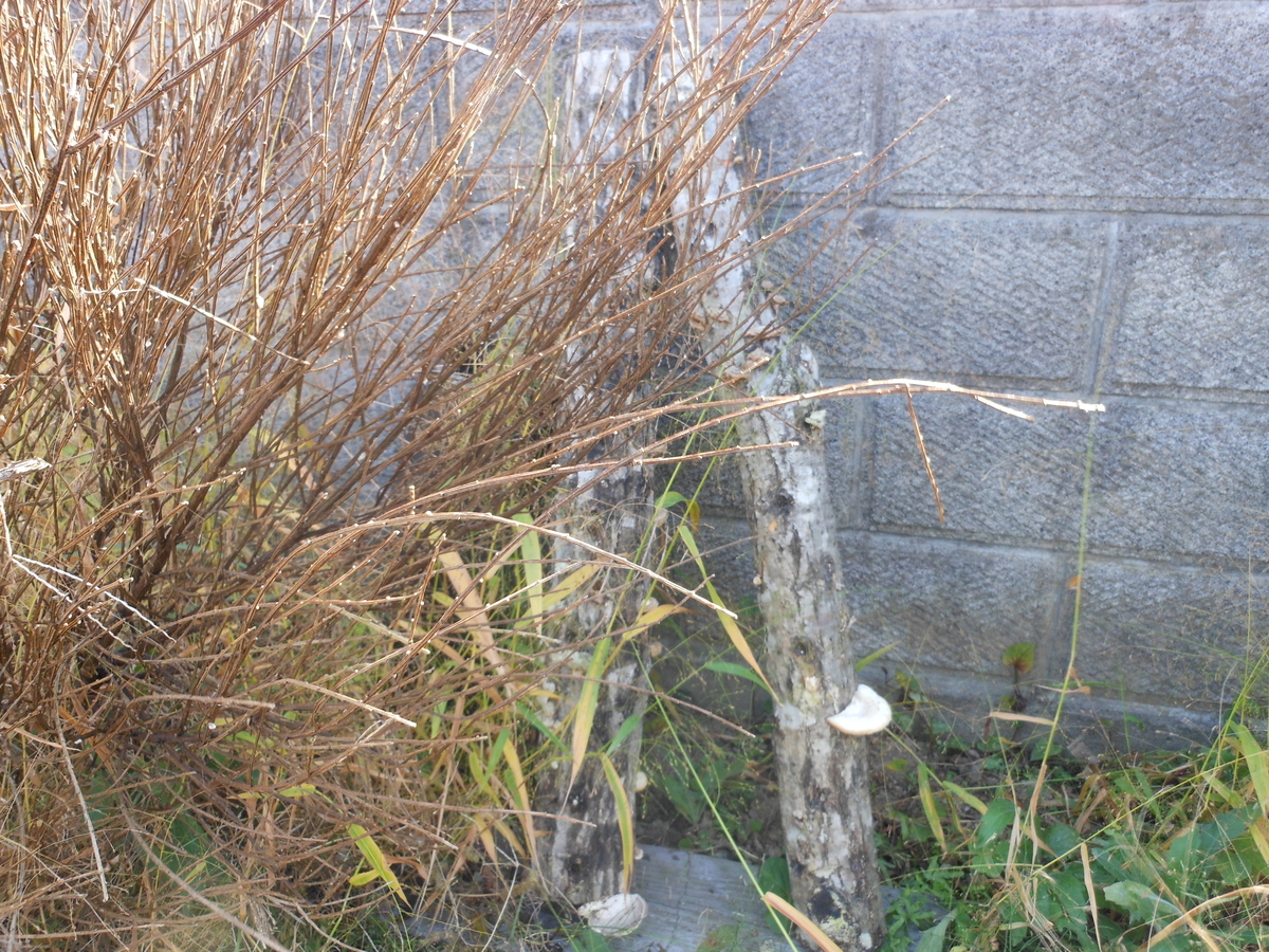 f:id:kaedeya:20191118170501j:plain f:id:kaedeya:20191118170501j:plain