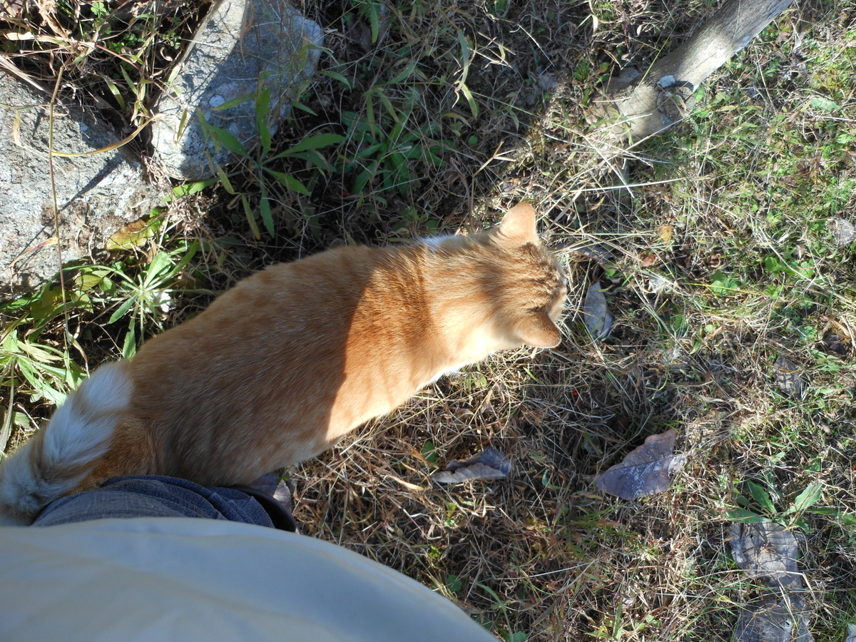 f:id:kaedeya:20191118171459j:plain f:id:kaedeya:20191118171459j:plain