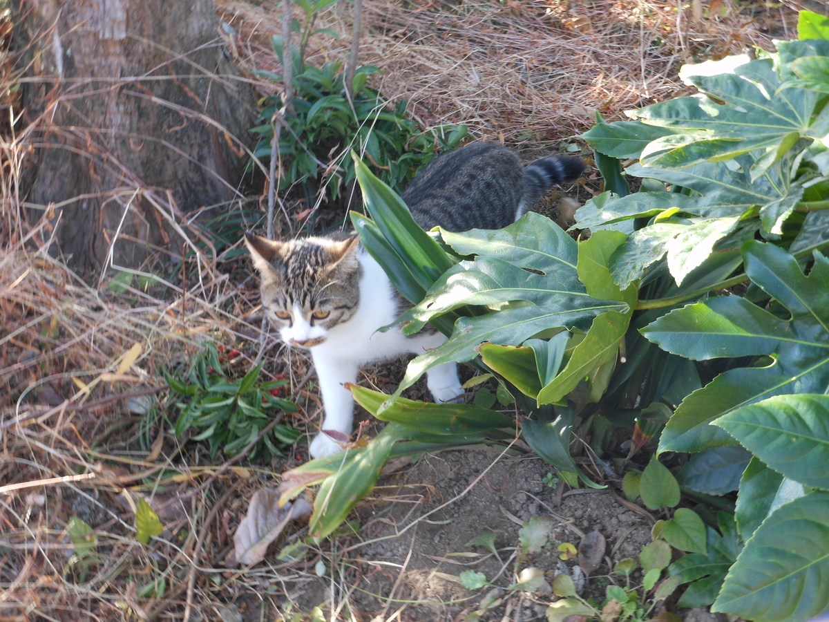 f:id:kaedeya:20191118180415j:plain f:id:kaedeya:20191118180415j:plain