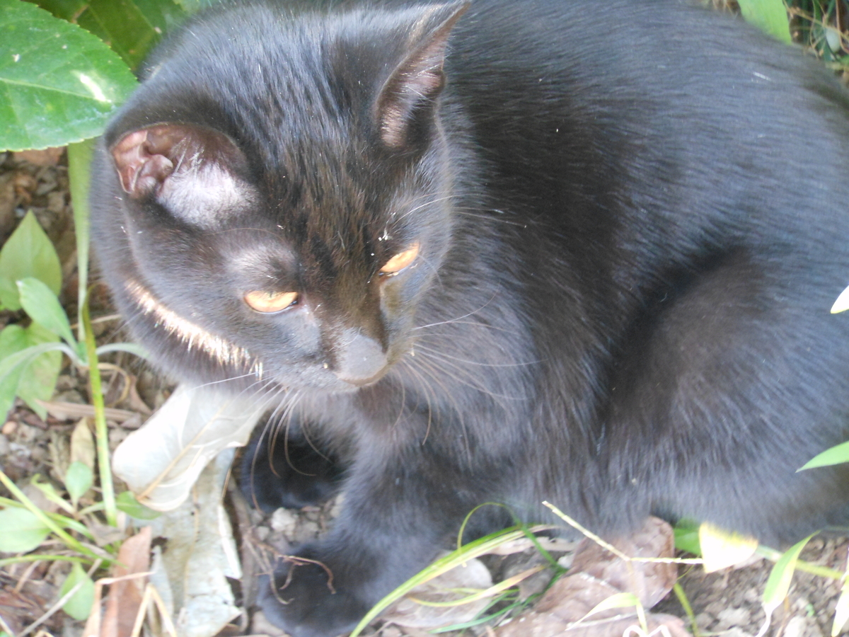 f:id:kaedeya:20191118180745j:plain f:id:kaedeya:20191118180745j:plain