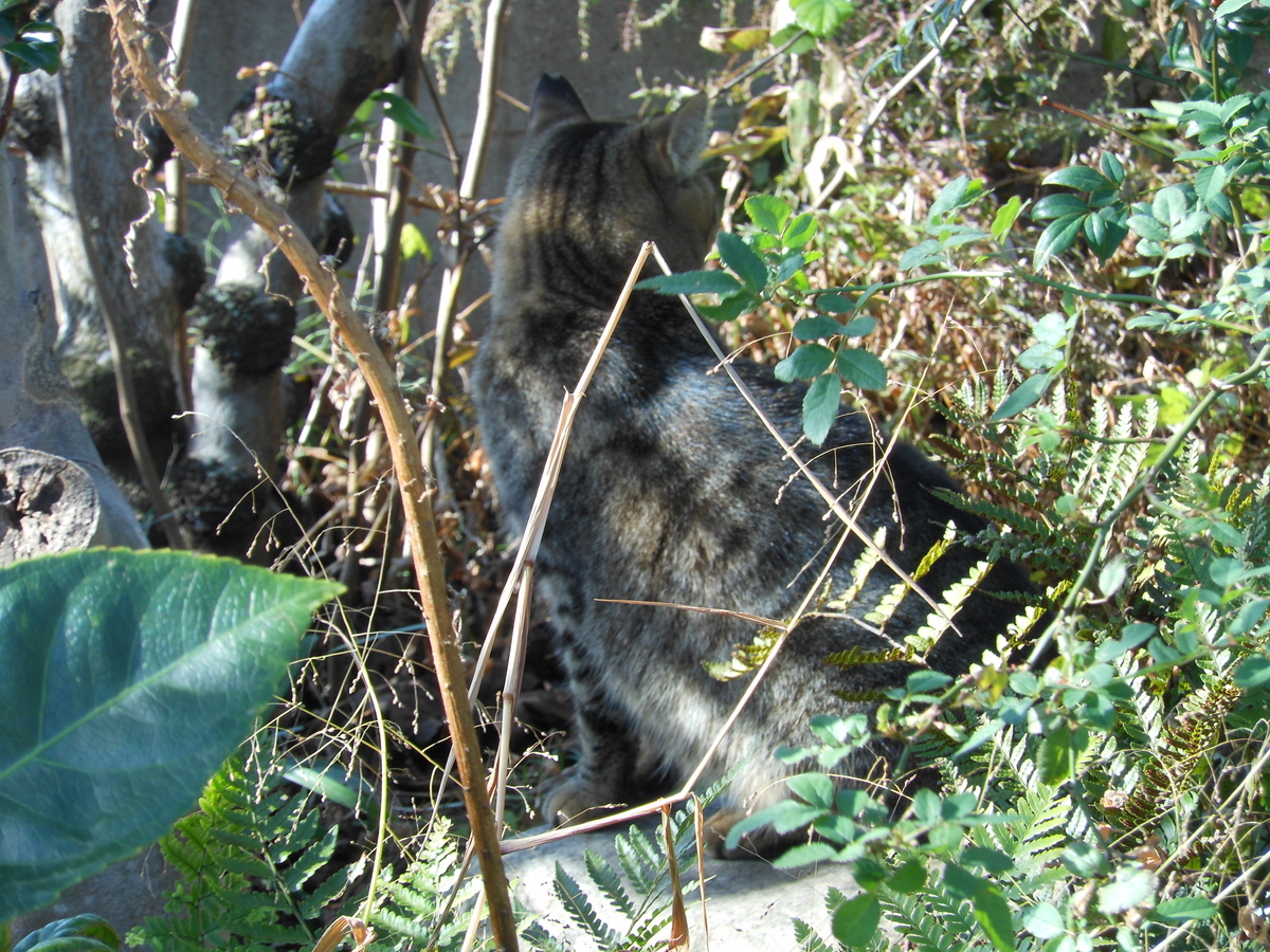 f:id:kaedeya:20191118181012j:plain f:id:kaedeya:20191118181012j:plain