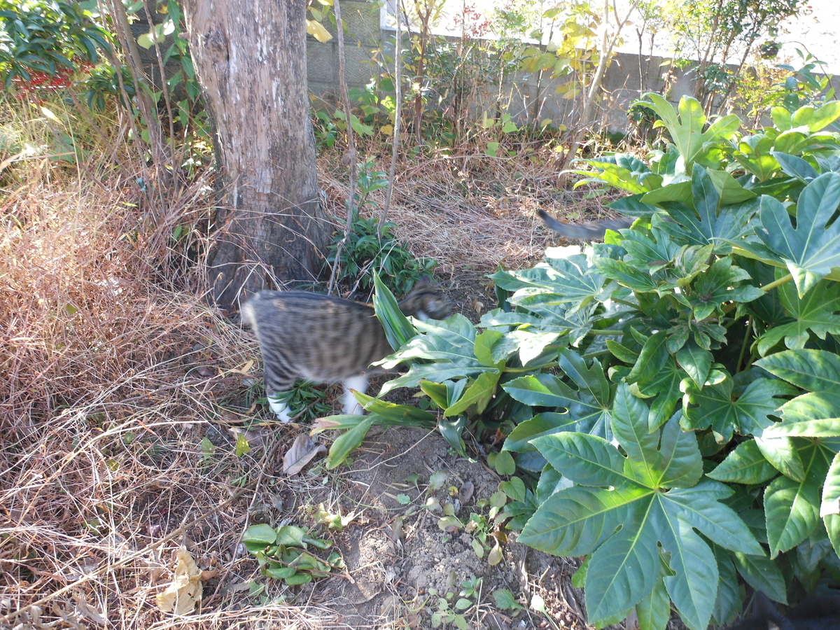 f:id:kaedeya:20191118181220j:plain f:id:kaedeya:20191118181220j:plain