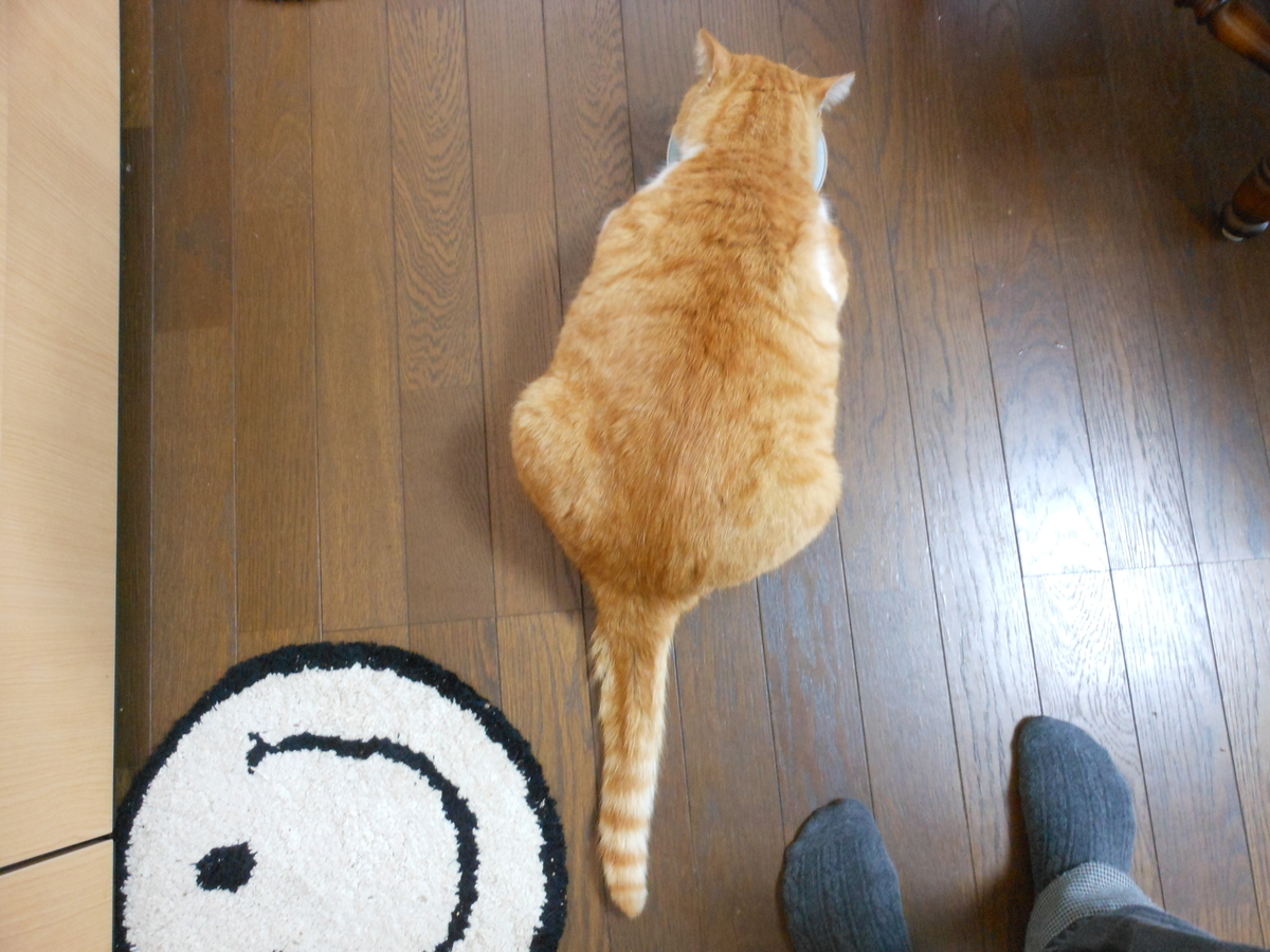 f:id:kaedeya:20191119140704j:plain f:id:kaedeya:20191119140704j:plain