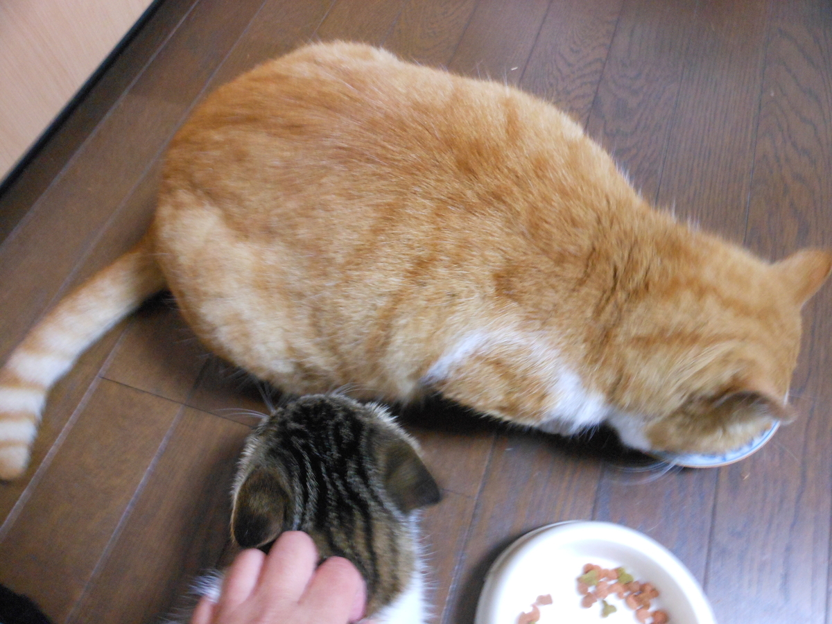 f:id:kaedeya:20191127145851j:plain f:id:kaedeya:20191127145851j:plain