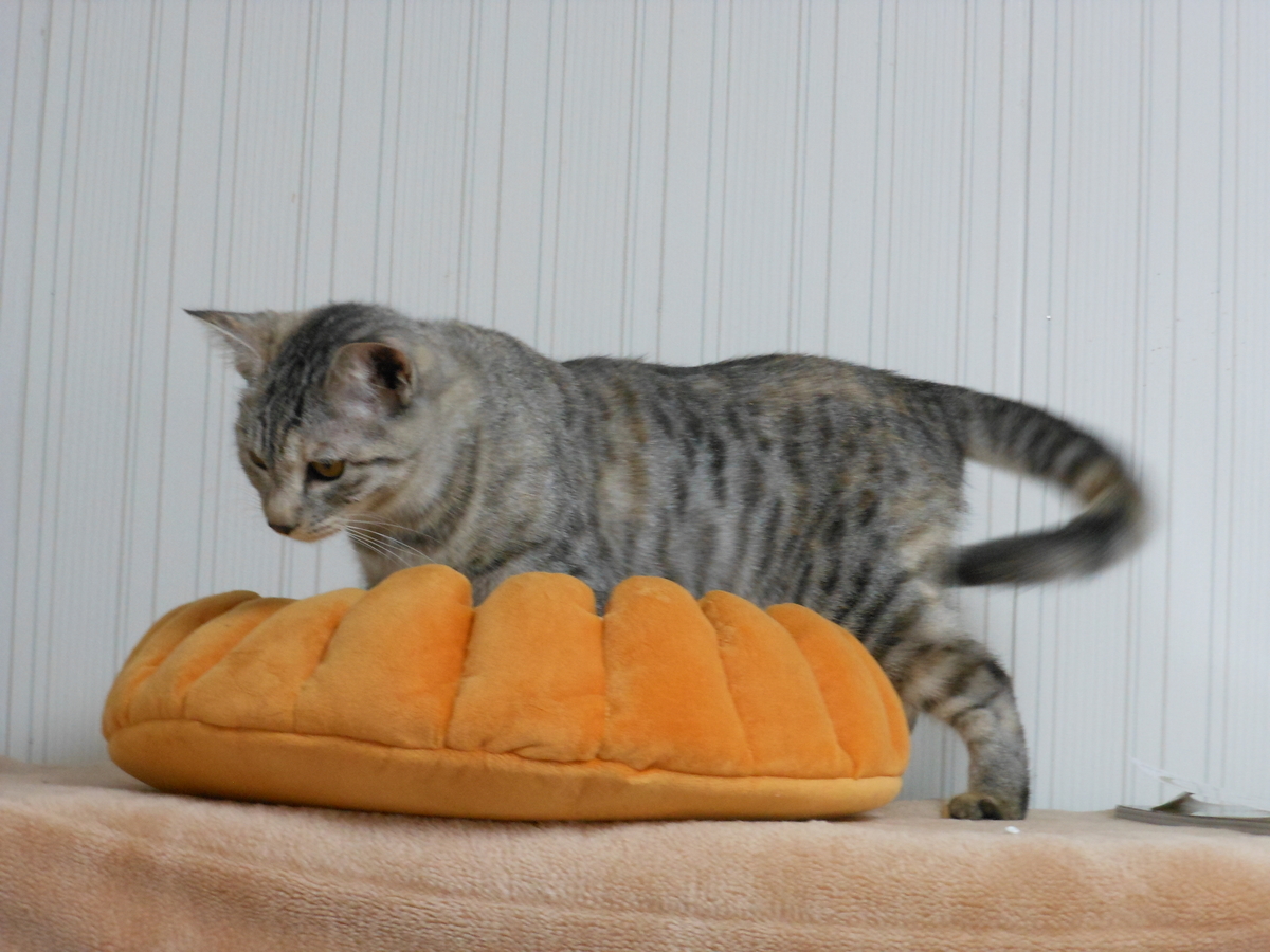 f:id:kaedeya:20191127151622j:plain f:id:kaedeya:20191127151622j:plain