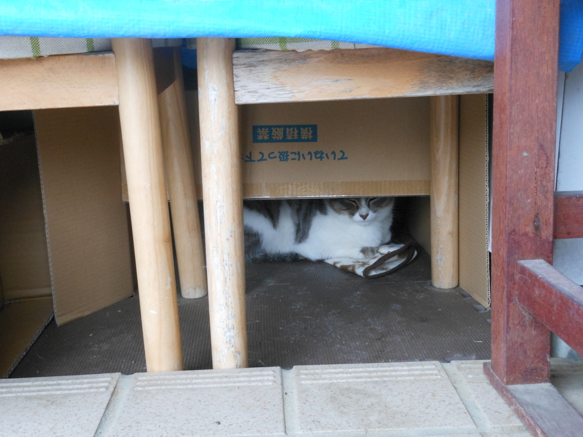 f:id:kaedeya:20191201191340j:plain f:id:kaedeya:20191201191340j:plain