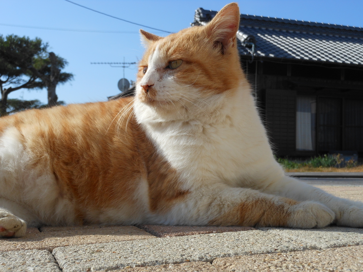 f:id:kaedeya:20191201191444j:plain f:id:kaedeya:20191201191444j:plain