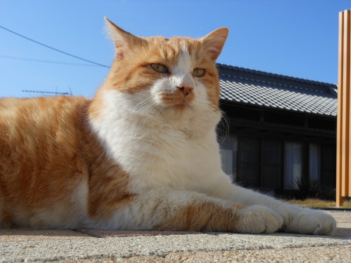 f:id:kaedeya:20191201191503j:plain f:id:kaedeya:20191201191503j:plain