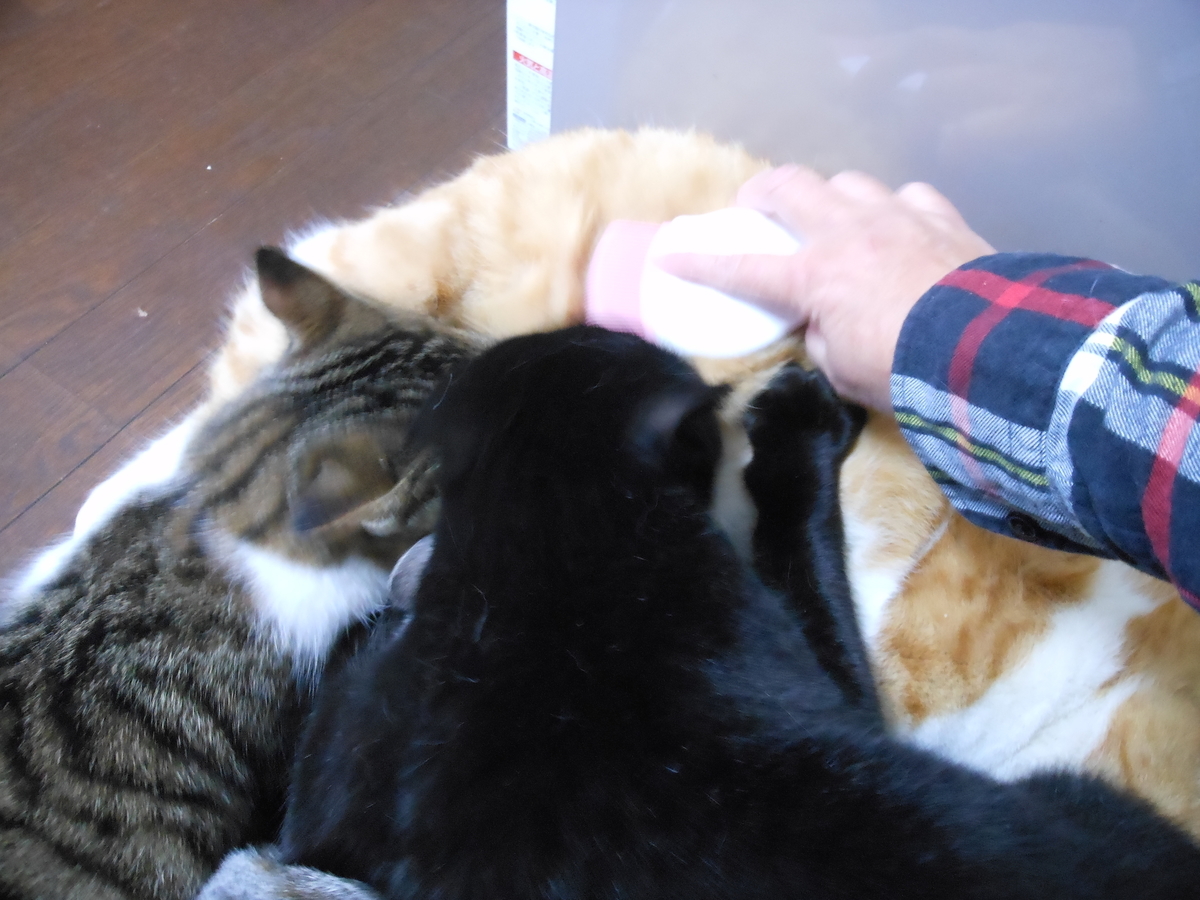 f:id:kaedeya:20191205201650j:plain