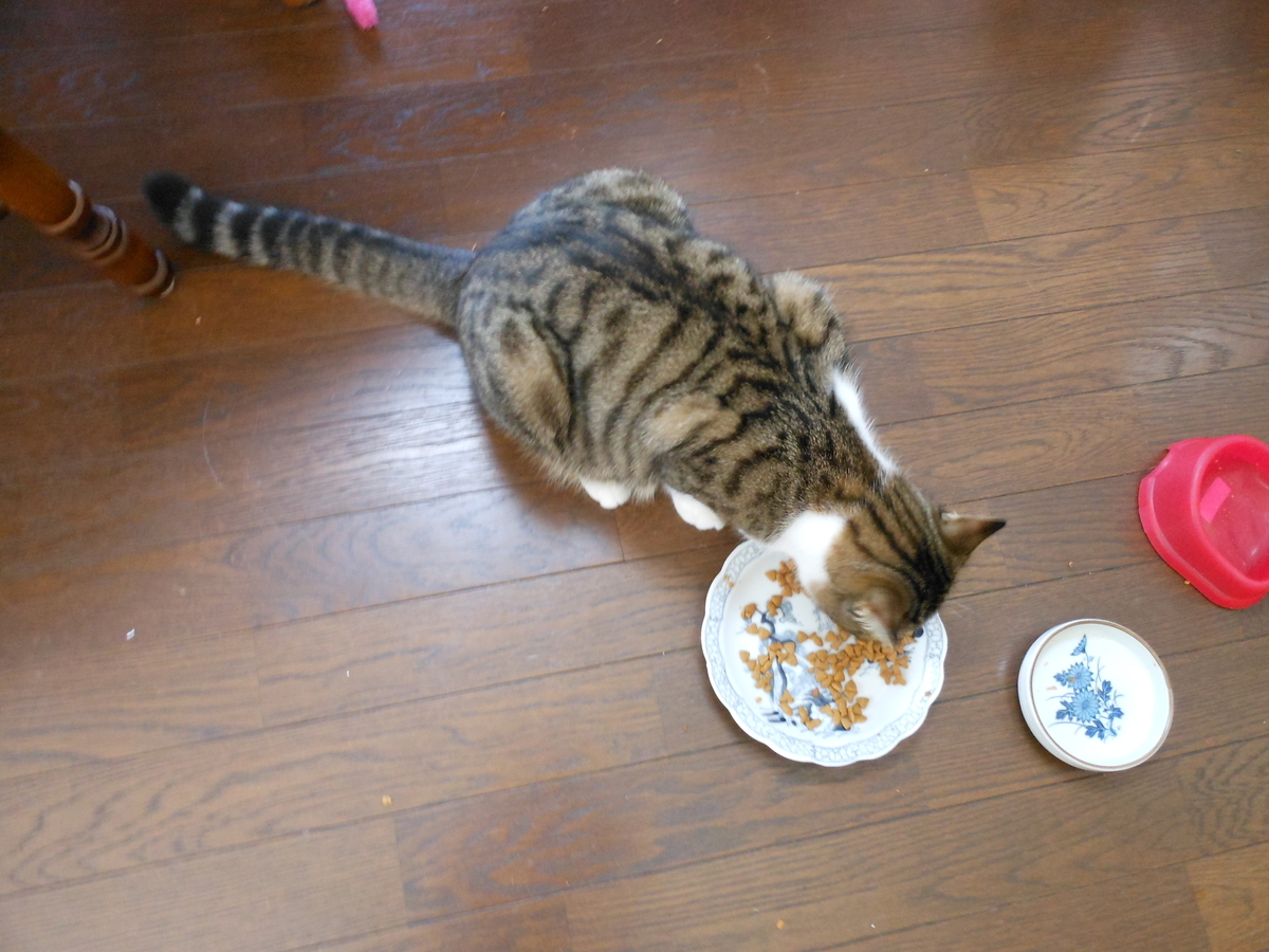 f:id:kaedeya:20191205204036j:plain