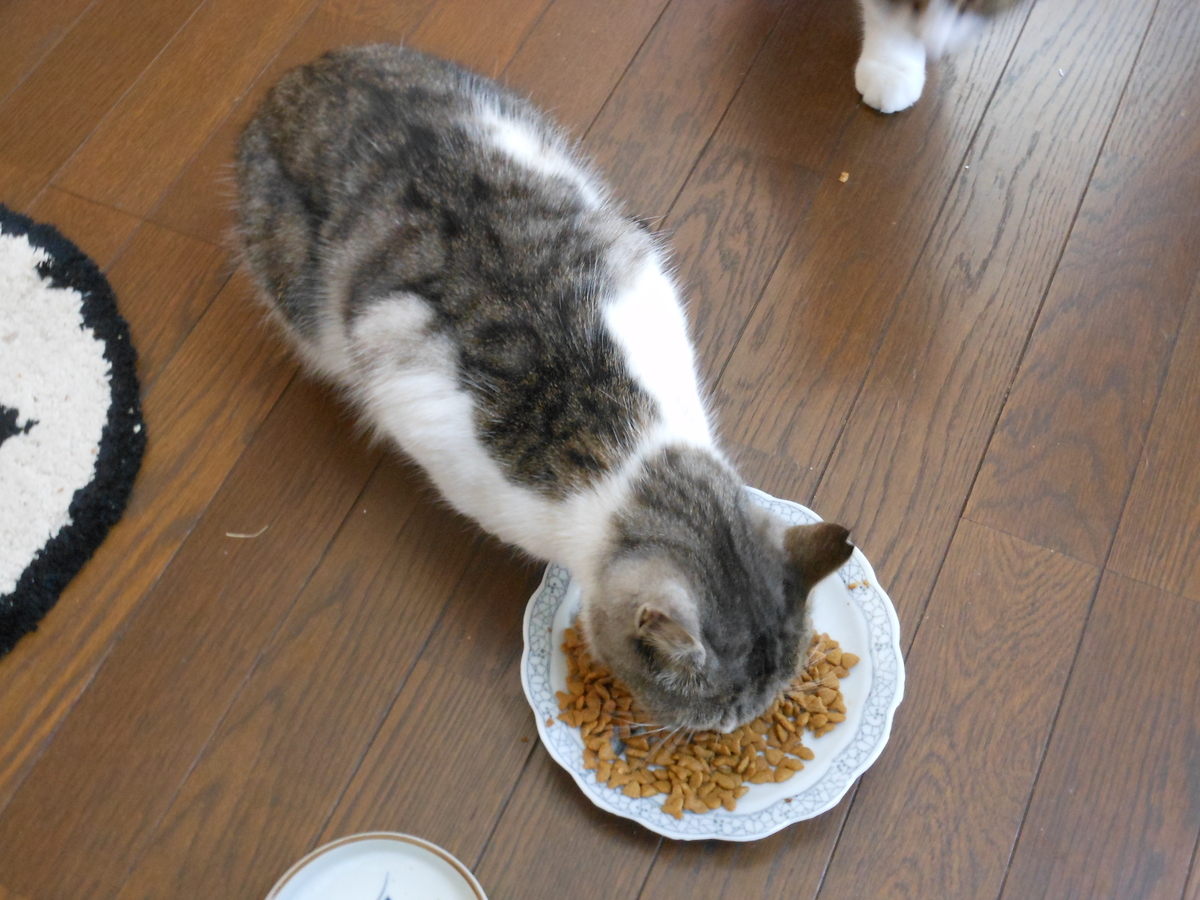 f:id:kaedeya:20191205204108j:plain