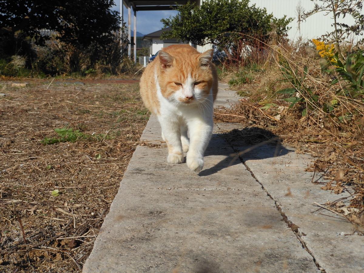 f:id:kaedeya:20191208154957j:plain