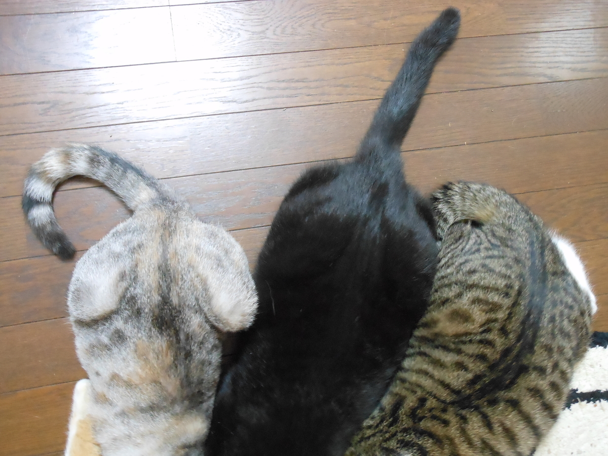 f:id:kaedeya:20191208160910j:plain