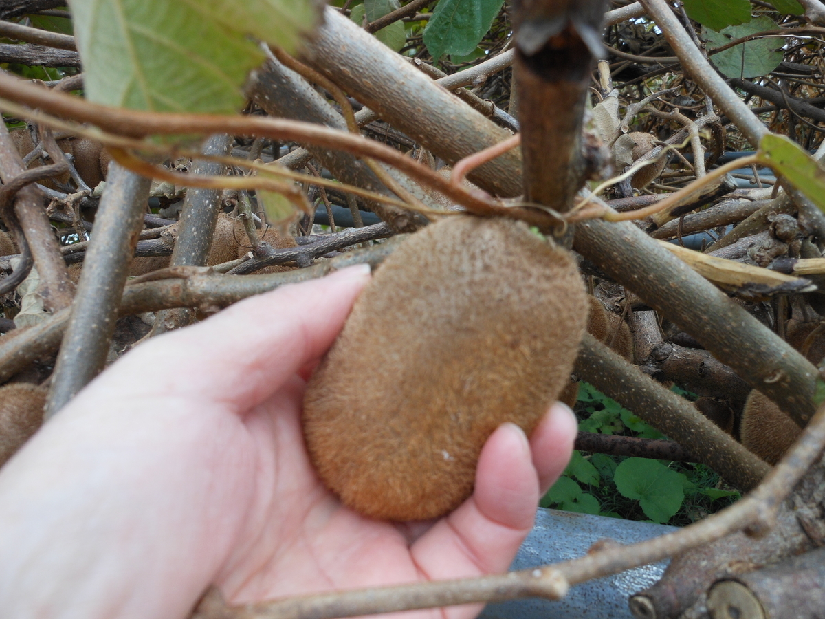 f:id:kaedeya:20191208164005j:plain