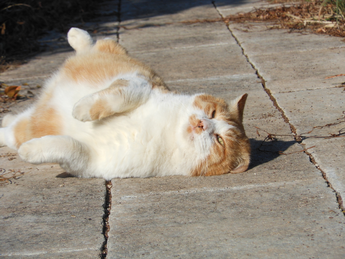 f:id:kaedeya:20191208164612j:plain